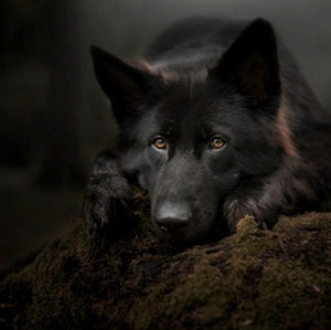 Dandelion Binding - Werewolf